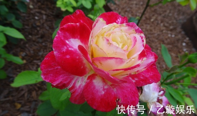 玫瑰|喜欢菊花,不如养盆“玫瑰珍品”大红喜玫瑰,花姿红艳,艳丽动人