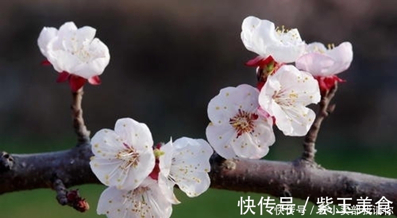 千门万户曈曈日!等闲识得东风面,万紫千红总是春。千古名诗12句请你来评