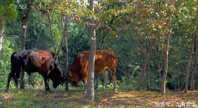 毒药 不只是氧气,雄激素或许也是一种“慢性毒药”