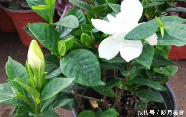 栀子花的花蕾开不了?做好一点,叶子水灵灵,花苞完美绽放