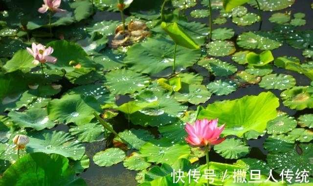 中华诗词!童言童语(91-100)|郞晓梅评《中华诗词》校园诗稿作品