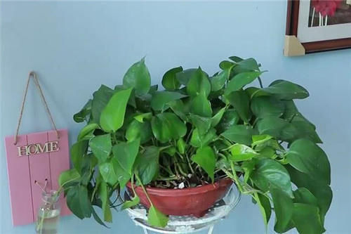 吃亏|快在花盆里撒一把大米,我也是才知道咋回事,别不信,越晚越吃亏