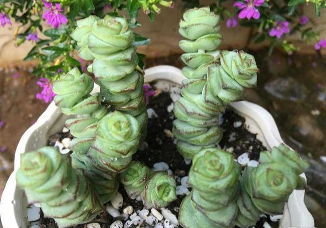 多肉钱串子,换盆有技巧,避开“死亡季”,“小铜钱”越长越多