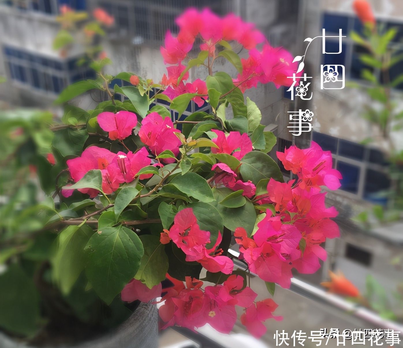 开春后养三角梅，记住4句“口诀”，根系养得好，花朵开得勤