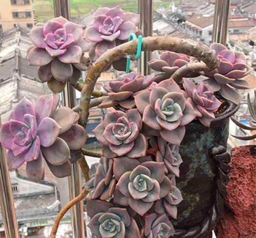 6种普货多肉,颜值高好养护,长成悬崖桩,看起来真过瘾!