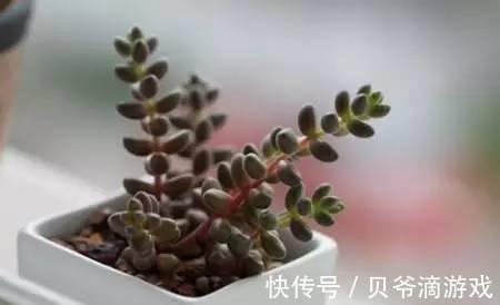 水和光多少是适量,50种常见多肉植物度夏攻略