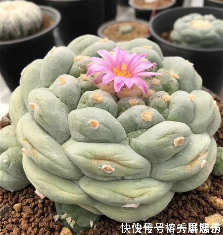 生物碱|四种不宜养在室内的花,长得好看,却带毒,尽量别养在室内