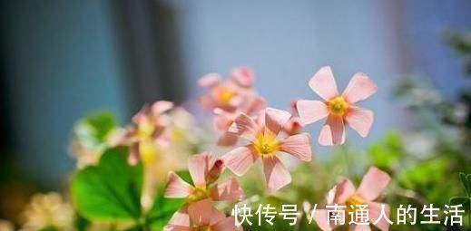 石灰|生活中常见的4种“灰”，拿来养花效果好，虫子不见、花草旺盛