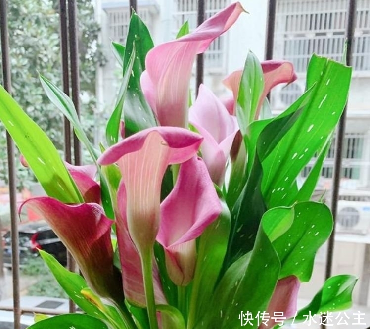 家养“3种花”,花大色艳花期长,盛开时繁花似锦,花色美轮美奂