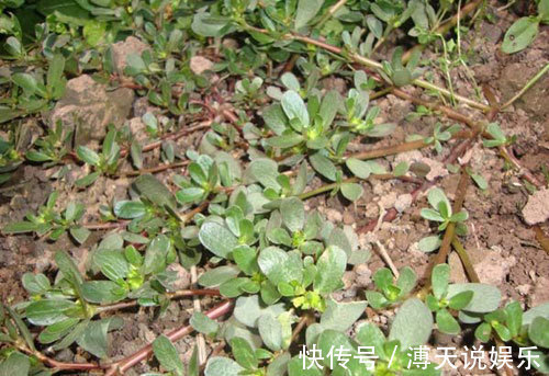 美味佳肴|农村当个草,城里当个宝,五行俱全的“长寿菜”——马齿苋