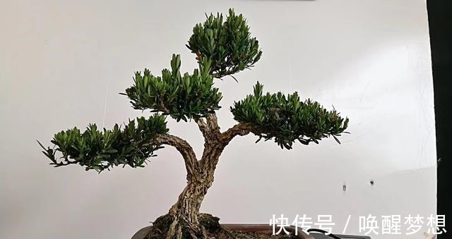 不管家中再小,一定要摆放上一盆“木中君子”!
