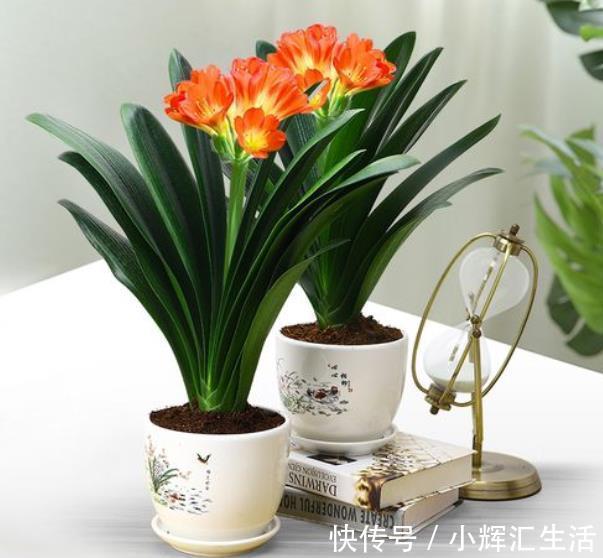 12月养君子兰,满足3个条件,叶片油绿长花箭,花开一茬接一茬