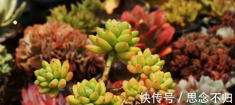 夏天室内养多肉好处多，度夏省心，但要注意3件事，不然还是会挂！