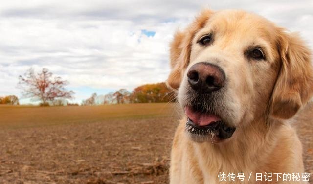十大适合家养的中型狗排名 中型犬养什么