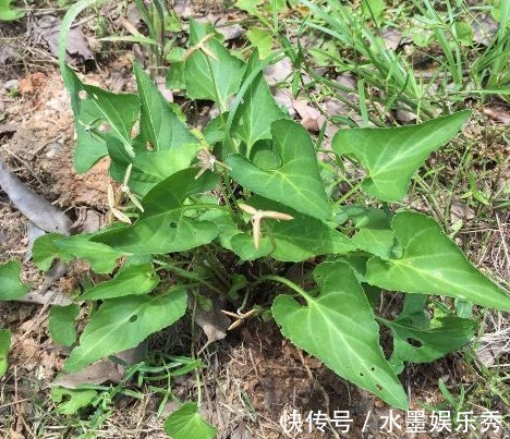 药用价值|农村以下常见的野草，能清热解毒，凉血消肿，清肝明目，你认识吗