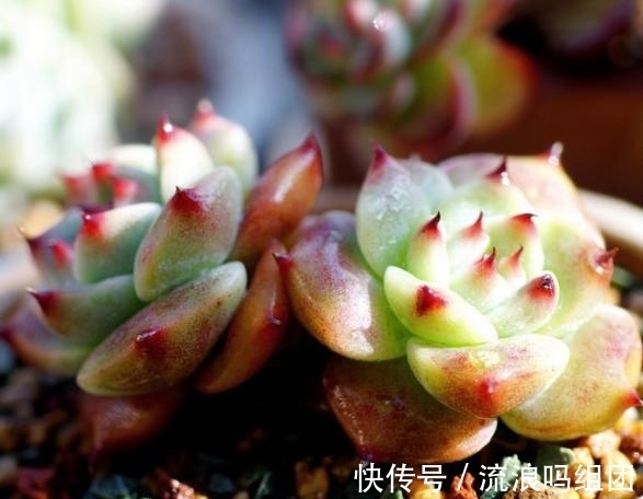 多头|多肉“吉娃娃”养单头还是多头,看完后都能养好了,让人着迷