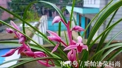 黄叶|如何判断花卉缺水?教你一个小技巧,浇花不黄叶不烂根!