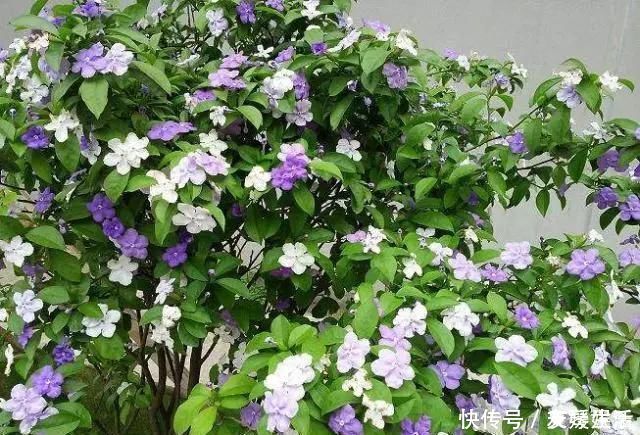 双色|非常好养的“双色茉莉”,花期长,花朵颜色多,邻居看了都羡慕