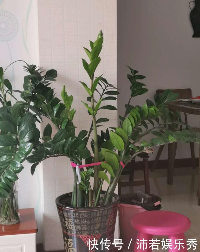 富贵竹|旺财旺运的5种盆栽，好看好养，放家里一盆不吃亏