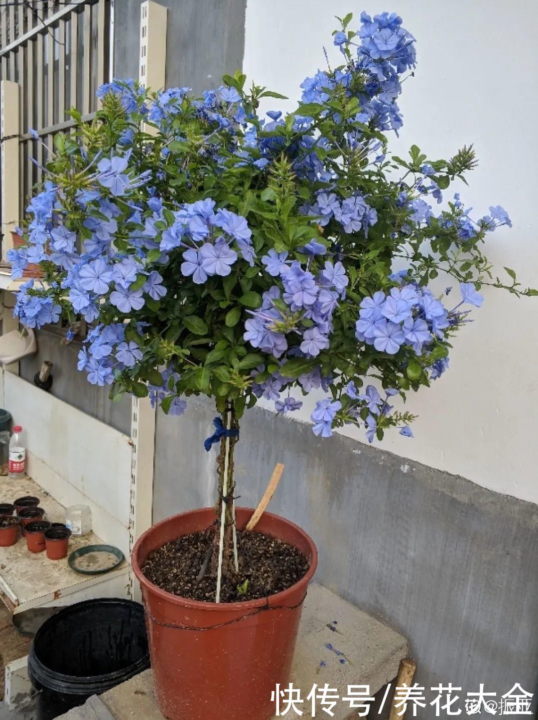 11种常见花，现在扦插，成活率特高