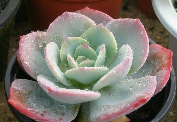盆栽多肉该如何浇水牢记4个小窍门,花根少受负面影响