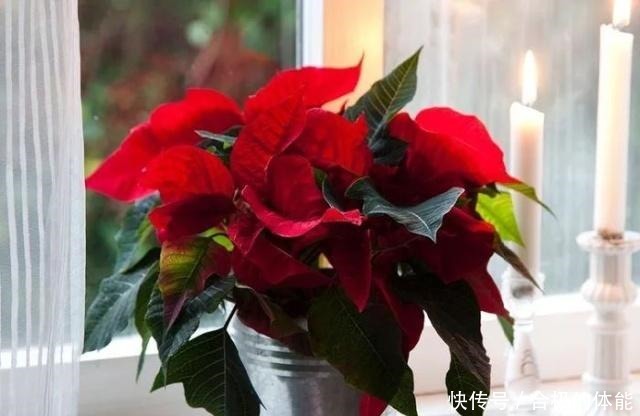 13种最佳的室内盆栽花卉,给一点点光照就可以开花了!