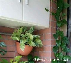 家里4种“药片”,过期不要扔,都是养花“宝贝”, 比花肥好用10倍!