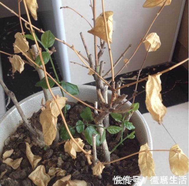 黄叶花|2种水，是养花的“砒霜水”，万万不能用，不然黄叶花枯死