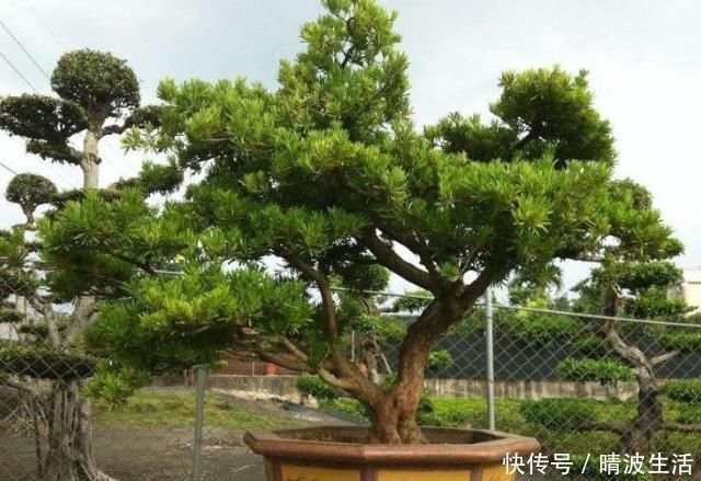 观赏价值|这“3”种花,放在家中最“保值”,养上数10年,几万都不卖