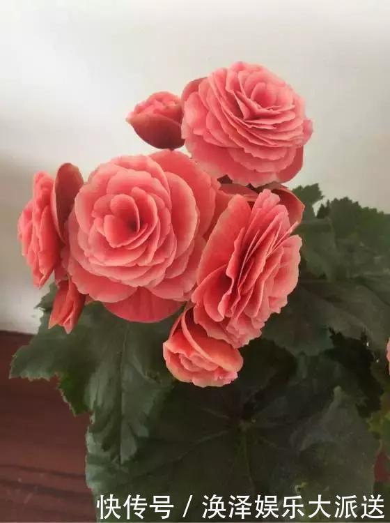 种花|3种花人称“夏必死”,买一盆死一盆,新手小白别忽视