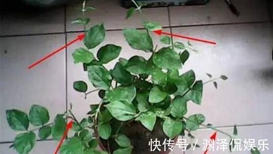 矮化茉莉的手法，只需这里“剪一下”，植株矮壮，发满“花芽”