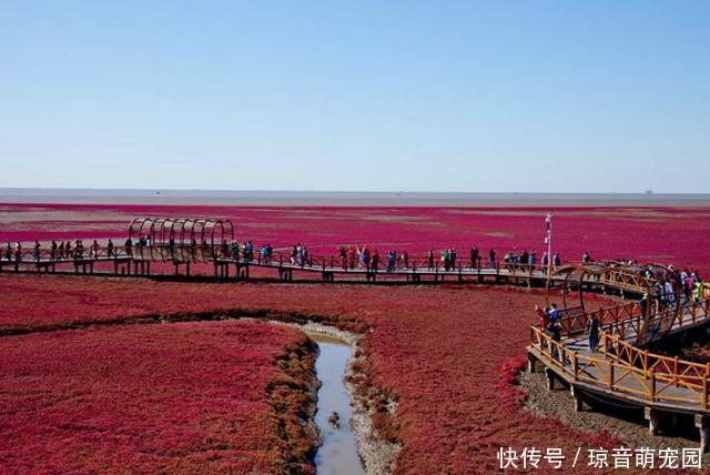 独一无二的红色沙滩，一年只红一次，十一出行首选，就在东北