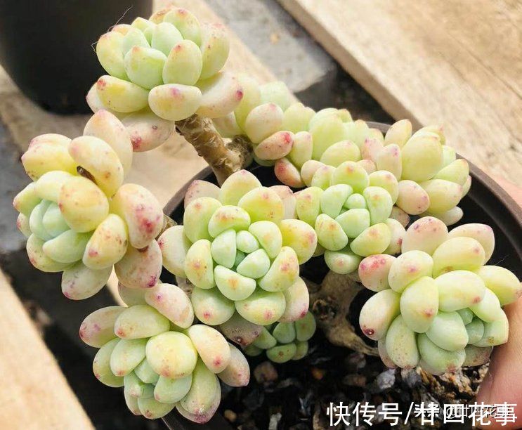 3种多肉香气浓，入冬易开挂，发侧枝爆小崽，变成群生小老桩