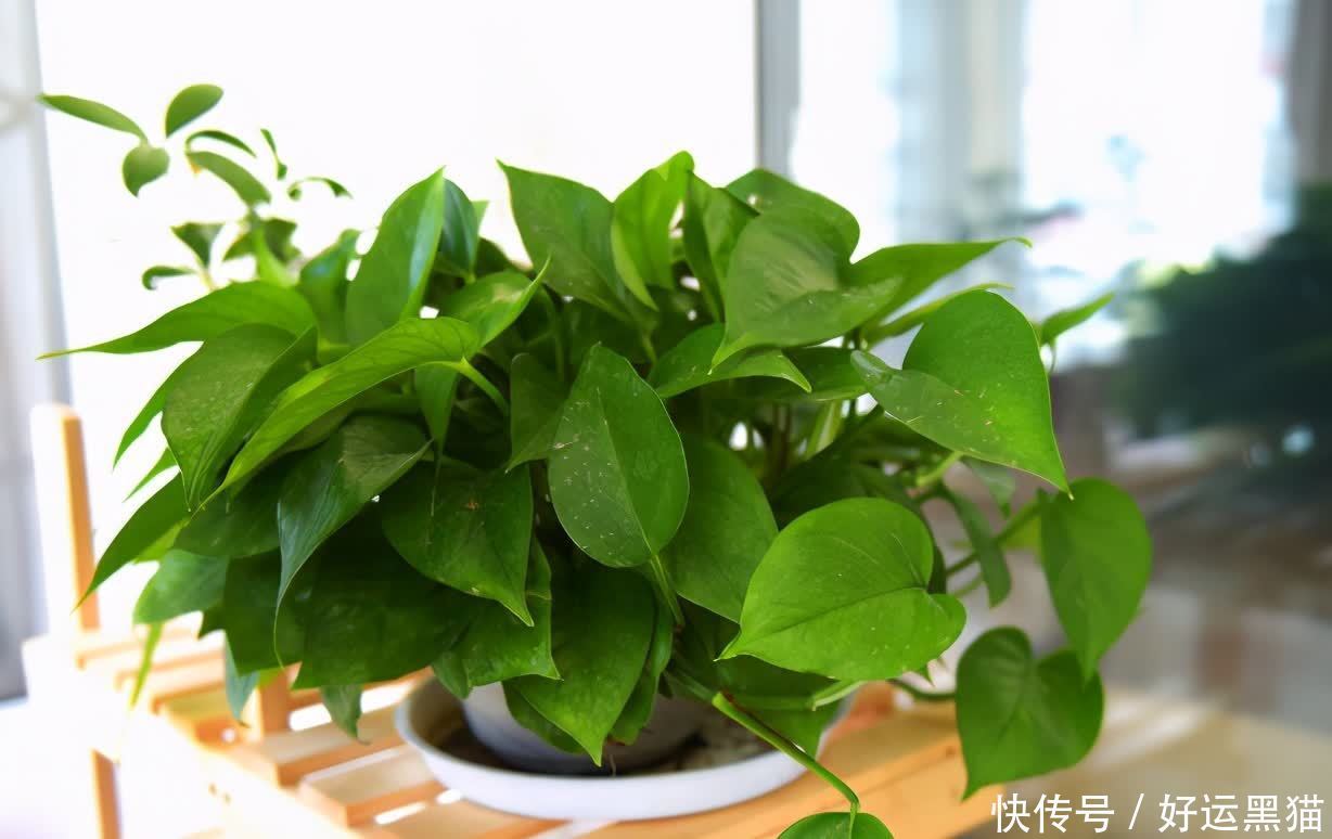 重点|到了夏天,新手养花该先抓住哪些重点?关键有3处