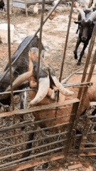 |搞笑GIF:今天视察老婆工作,我只能薅你的头发了