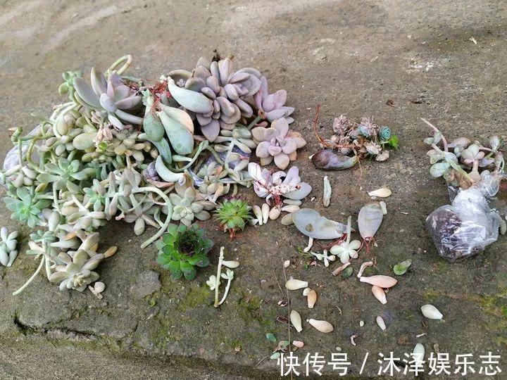 农村爷爷养多肉，破缸、破鞋里都塞满，照样养的肥嘟嘟！