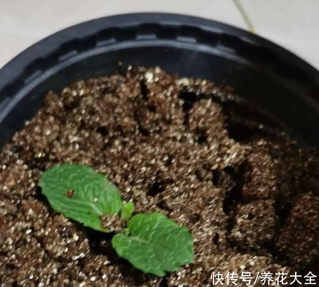 生根|6种花夏天扦插，枝条剁8段、撒土里，3岁小孩都能插活