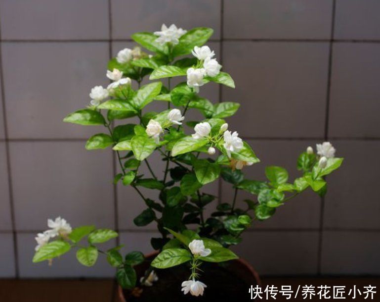 枝条|好养的植物就是茉莉花，但是想要夏季开不停，要做好“四喜一勤”