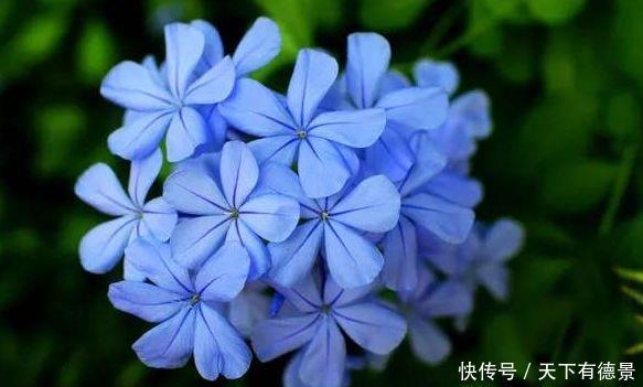 4种花好养又漂亮,花朵大花期长,漂亮高端上档次