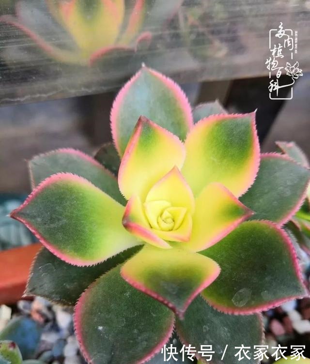 如何让多肉变美看看我是如何宠它们的!如何让多肉变美看看我是如何宠它们的!