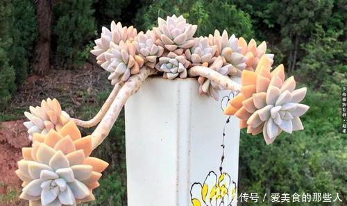 观赏价值|6种普货多肉,皮实又好养,容易出状态,长成小老桩,适合新手!