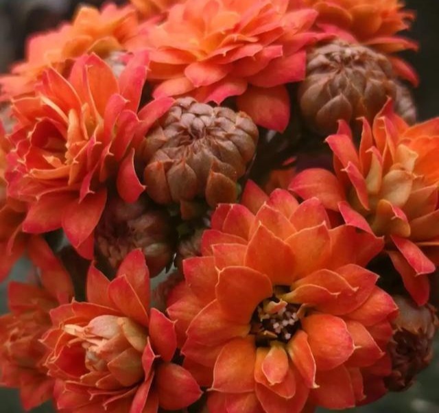 75个长寿花品种,一个比一个美,一起来认识一下吧!