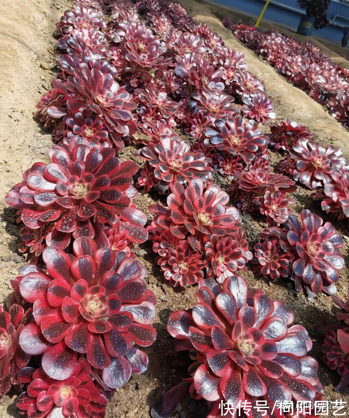 泥炭土|多肉法师怎么养？用半成颗粒，高盆栽种，观赏价格会更高