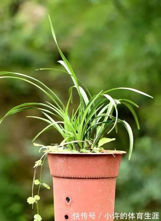 保湿|秋冬阳台养兰花,保湿是关键,可如果做错3件事,兰花喷雾会烂苗