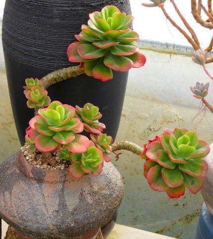  品种|养多肉避免4个错误，不管多刁钻品种，都能养出好状态，枝繁叶茂