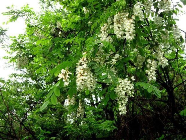 花花世界！趁清明假期赶紧去