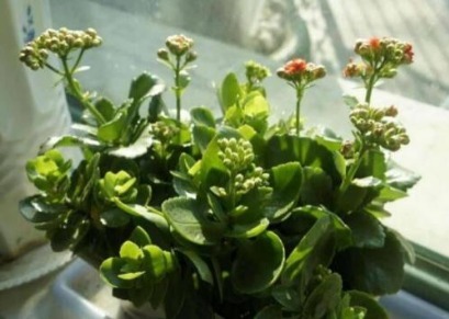 长寿花喝点“甜甜水”，叶子不发红，肥厚绿油油，开花开“爆盆”