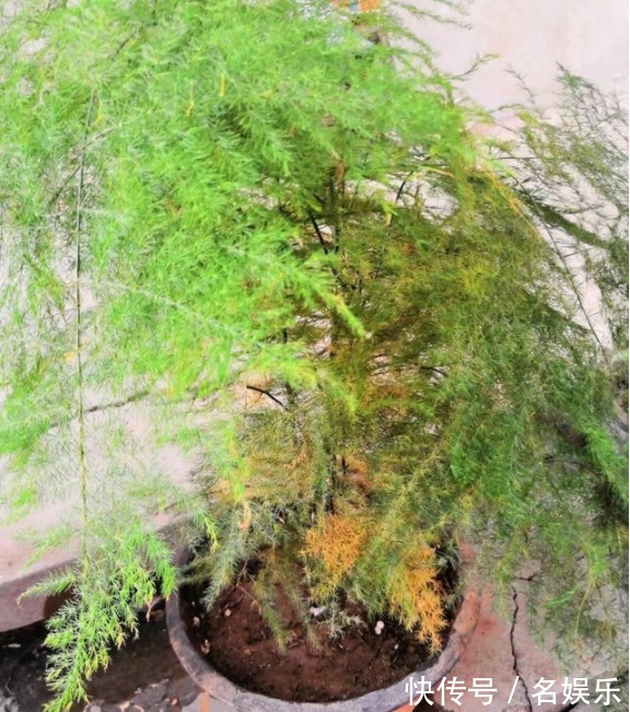 8种花现在赶紧剪，剃光头撸光叶，越狠越爆盆