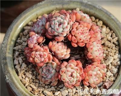 为什么别人控养多肉会出形状，我一控养多肉就仙逝了？