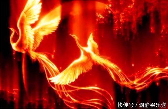 山西出现“怪鸟”,六旬老农无偿看护4年,专家:立了大功